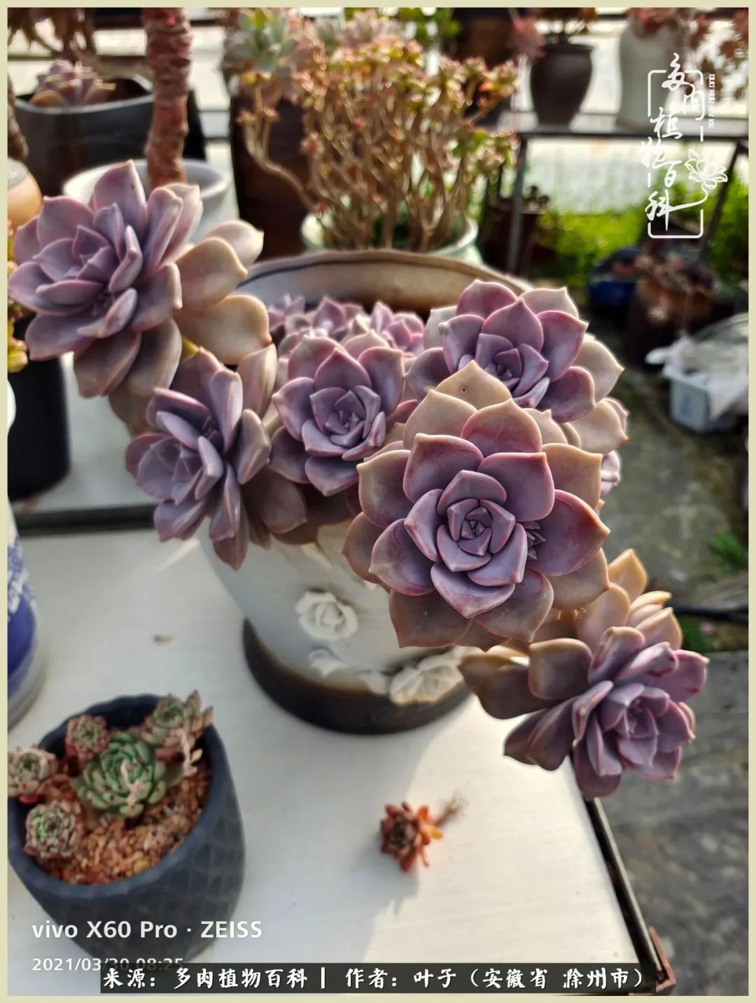 多肉相伴的美好时光，对多肉已是痴迷入骨！