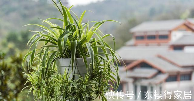 火山岩|养殖盆景花卉时,需要用到的介质,火山岩还不能取代河沙的作用