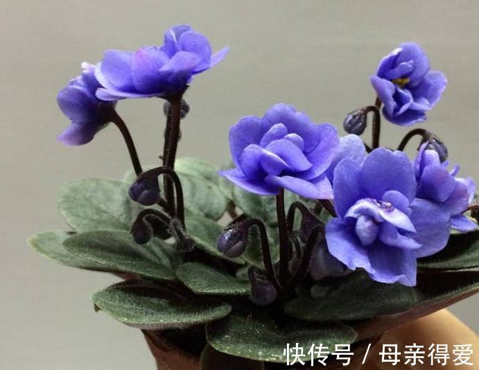 3种花摆阳台,好养易管理,能够一年四季开花不断