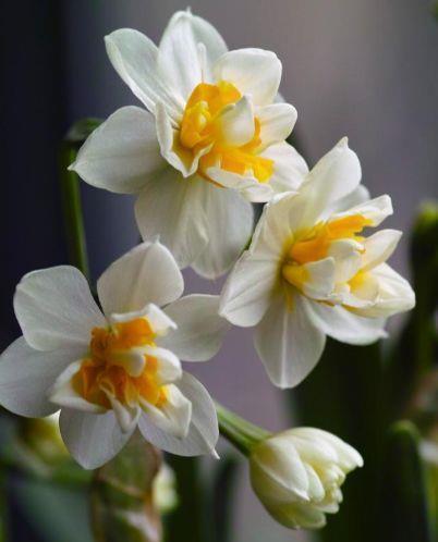 4种花好养又漂亮,花朵大花期长,养在家里高端上档次