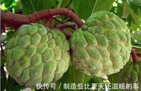 番荔枝|女性过了40岁,常吃3种食物,清热排毒,刮油清脂,消除疲劳