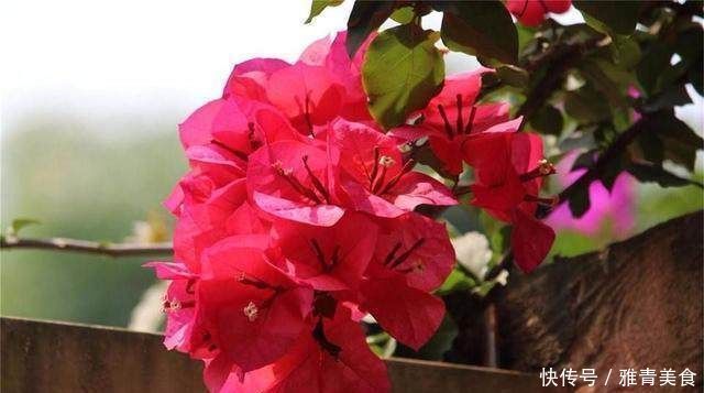 花期超长的6款花,养1盆能全年赏花,好看又好养