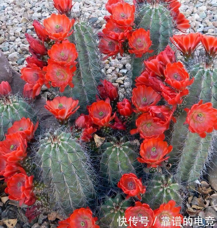 农历九月二十九霜降后,养什么花?以下3种花,红红火火事业有成