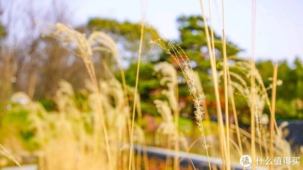 南京泊金花间堂体验