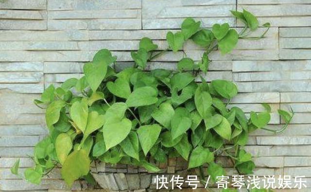 扦插绿萝：谨记这4步简单操作，生根速度快、爆盆效果好！