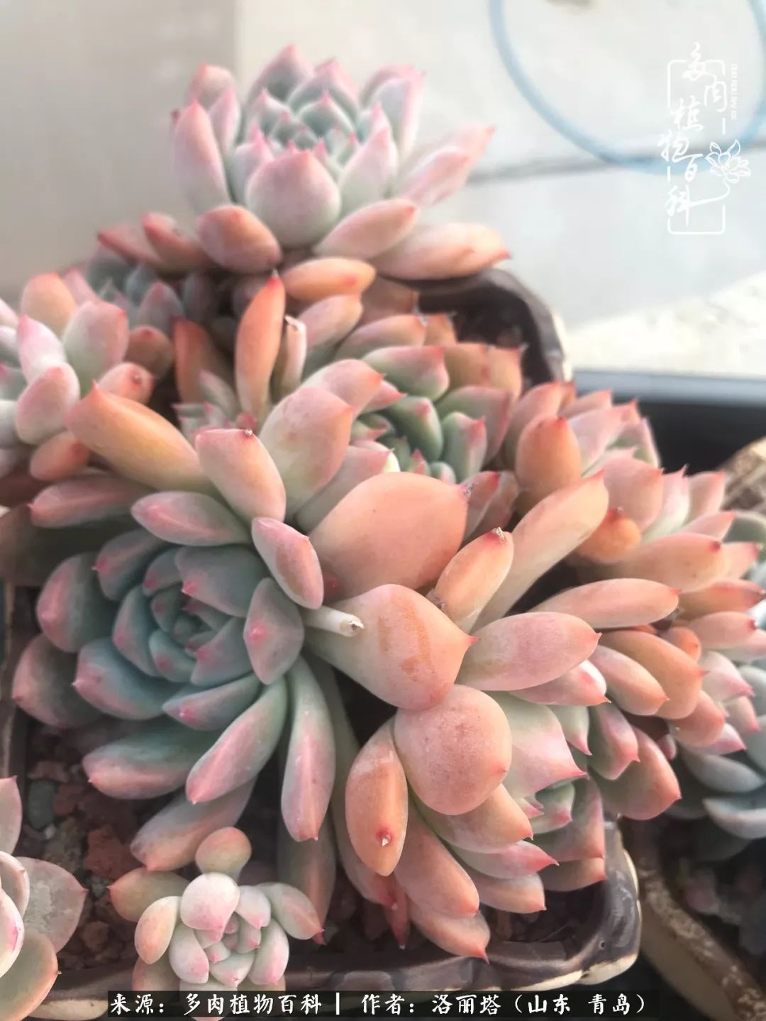 我和我的“多肉恋人”，怎么样有没有惊艳到你！