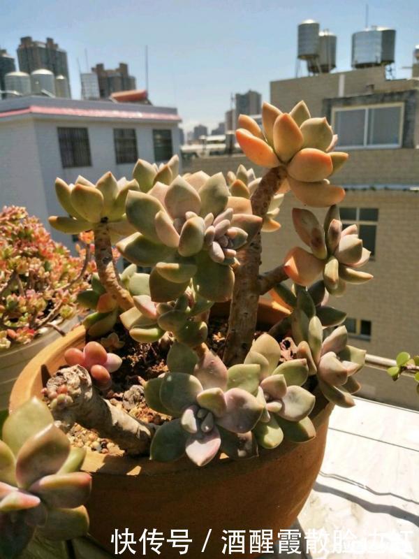 被人嫌弃的多肉“冬美人”，把它当宝一样养，长成了高攀不起的样