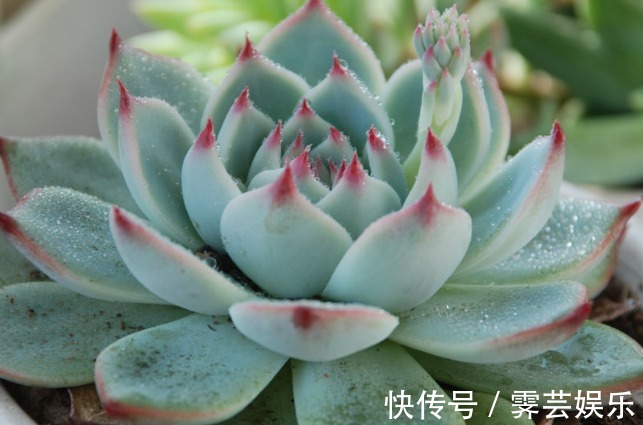 6种漂亮多肉植物，长相蠢萌还容易爆盆，新手懒人必备