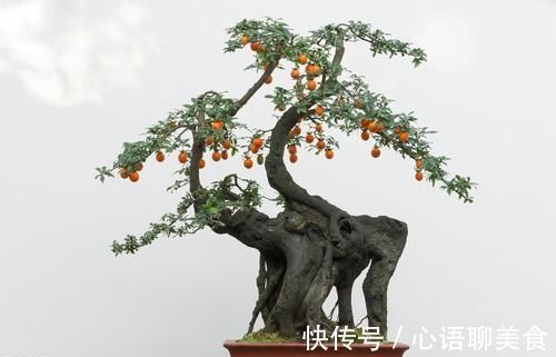 枝条|生桩休眠期后,迟迟未醒,枝条干枯,用塑料袋加快催醒,才能发芽