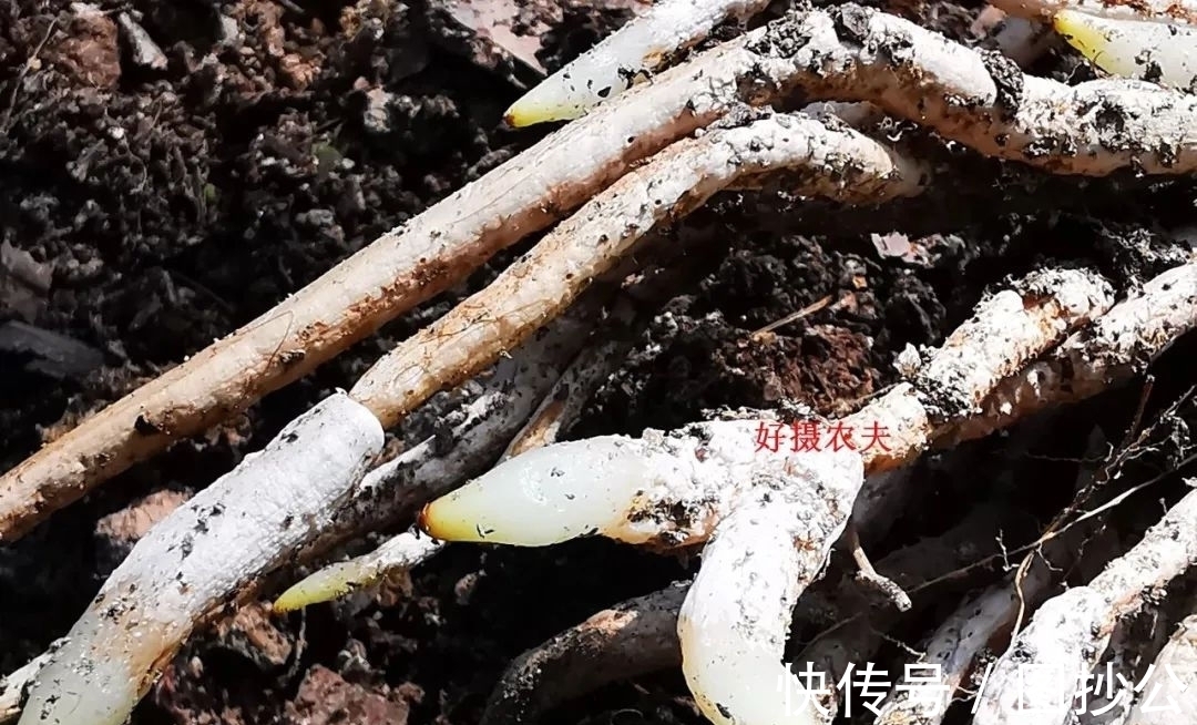 兰花快速生根有诀窍吗?兰友:照这4步操作,30天内就长新根