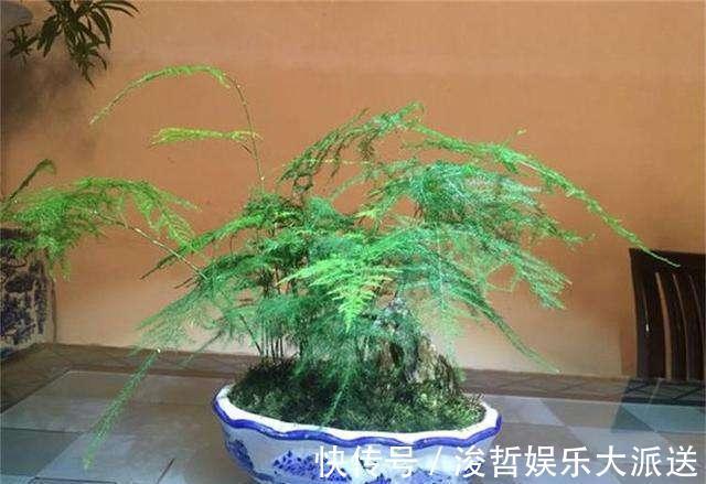 烂根|文竹爱黄叶，学了这5招，叶子绿的滴油，蹭蹭长到巨无霸！