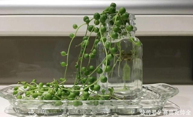 这“三多肉”是喜水大户,“泡水养”不软化,叶子长得肥嘟嘟