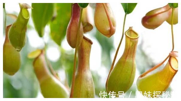 猪笼草|辟谣家养猪笼草可以有效灭蚊,假的小心蚊子越来越多