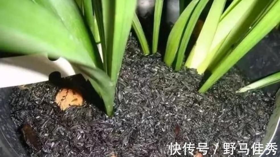 好处|用草木灰养花，有这么多好处，但是这类花卉可不能用