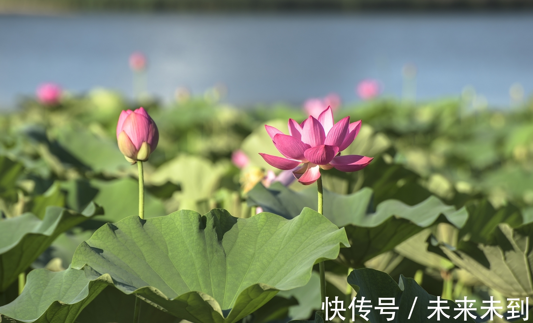 佳作$情诗八首,其中一首是梁武帝萧衍的五言佳作,您喜欢吗