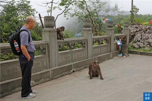 峨眉山上有一群猴，天不怕地不怕的山大王，常年横行霸道欺负游客