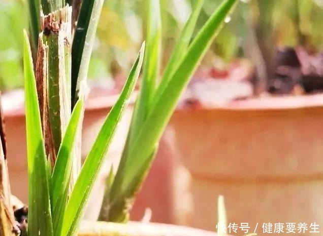 兰花新芽最怕什么兰友就是这四害！