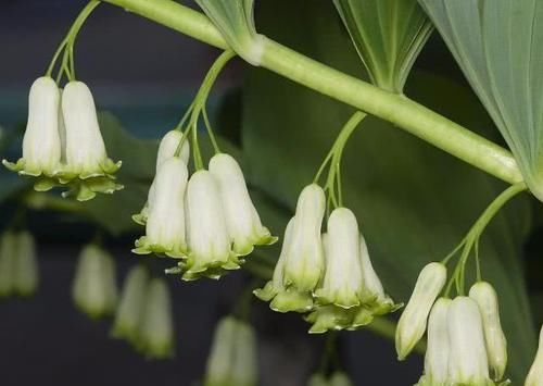 幽门螺杆菌难消除?常吃这几种食物,帮你抑菌消炎,胃慢慢变好