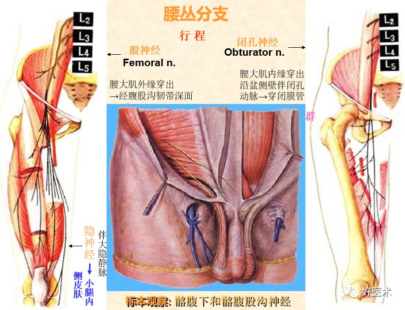 神经系统|神经系统体表定位标准