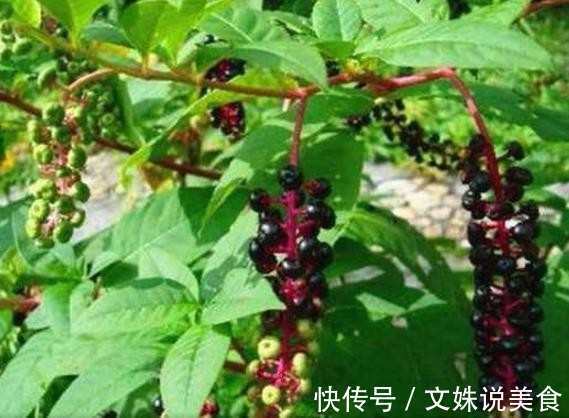 老人路边买了一花根，花贩说是五色牡丹，长大后让人愤怒