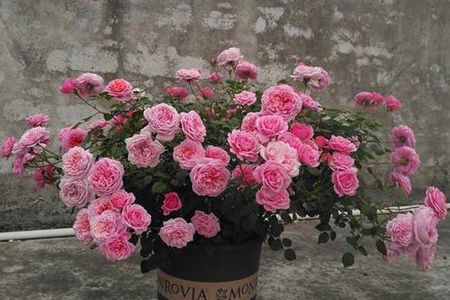 植株|4种微型月季,植株矮小花量大,专为阳台而生,值得拥有!