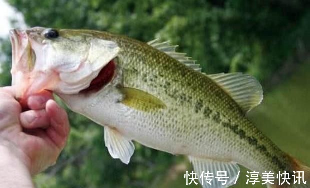 今天才知道，海鲈鱼和淡水鲈鱼差别这么大，选对了才肉嫩味美