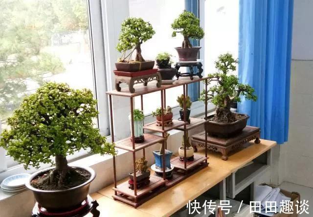 路边挖一棵马齿苋,养成老桩做盆景,开花一层层,真值钱了