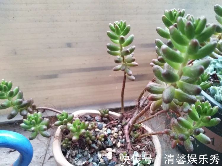 90后川妹子的“丑肉”逆袭记!时光不弃,多肉常在!
