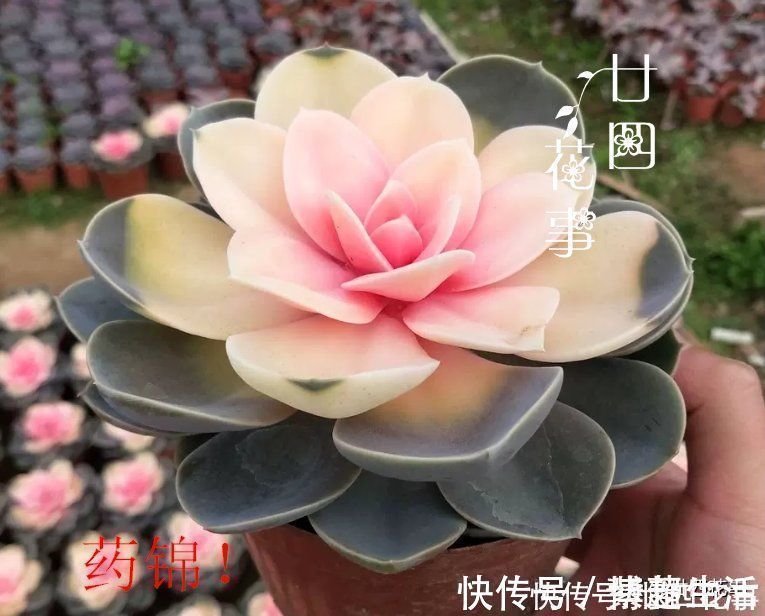 妖艳|花贩子不小心说漏嘴的秘密:4种花再漂亮也别买,买了只会添堵