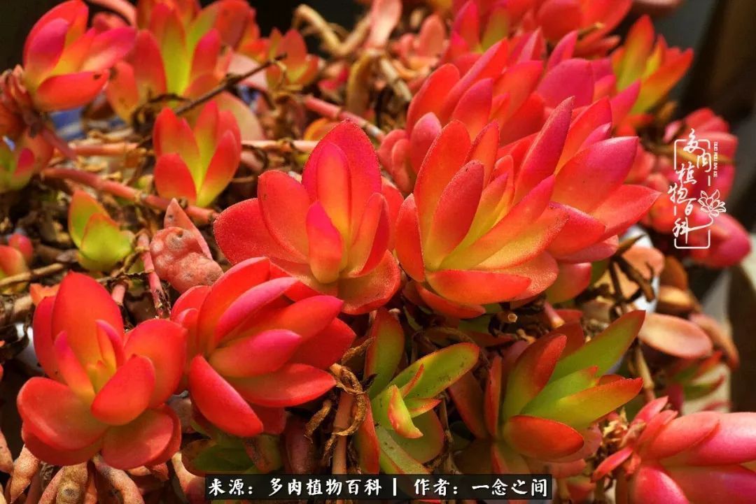 群友|群友聊多肉没有最二只有更二,爆笑百科二群的二货二事!