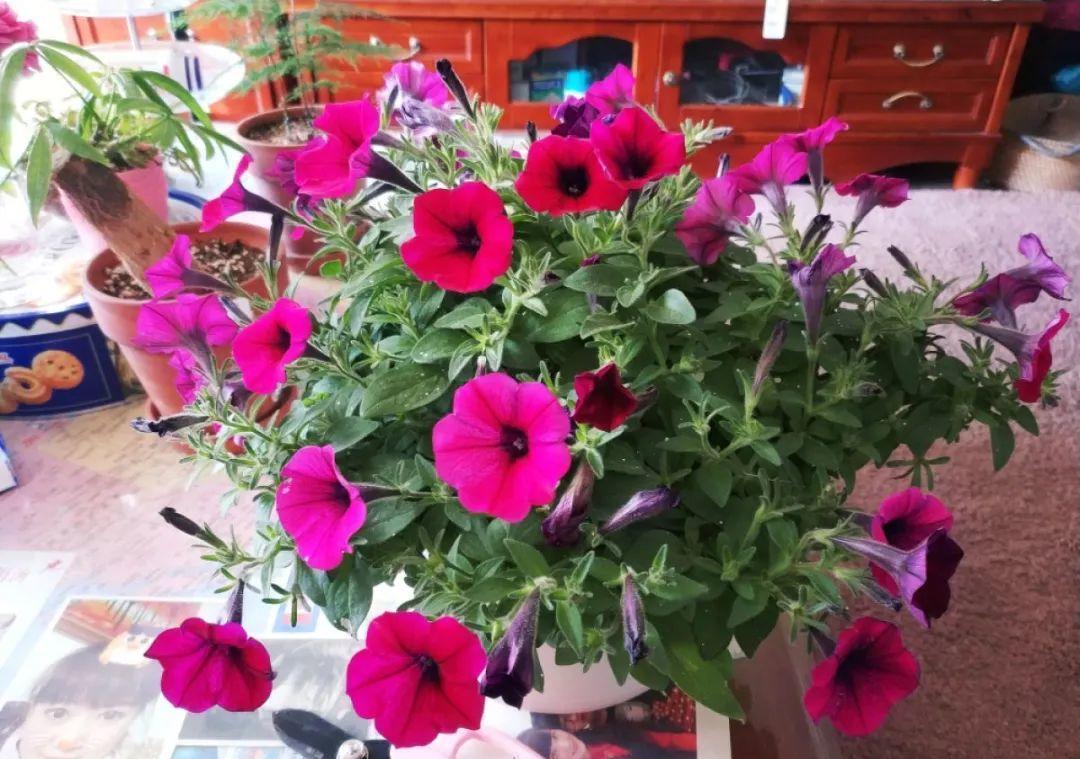 种花|8种花赶紧剃头,剃得越狠,开花越多