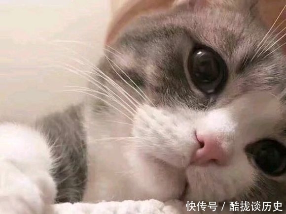 |可爱猫咪搞笑表情包:可以给我一个爱的抱抱吗?