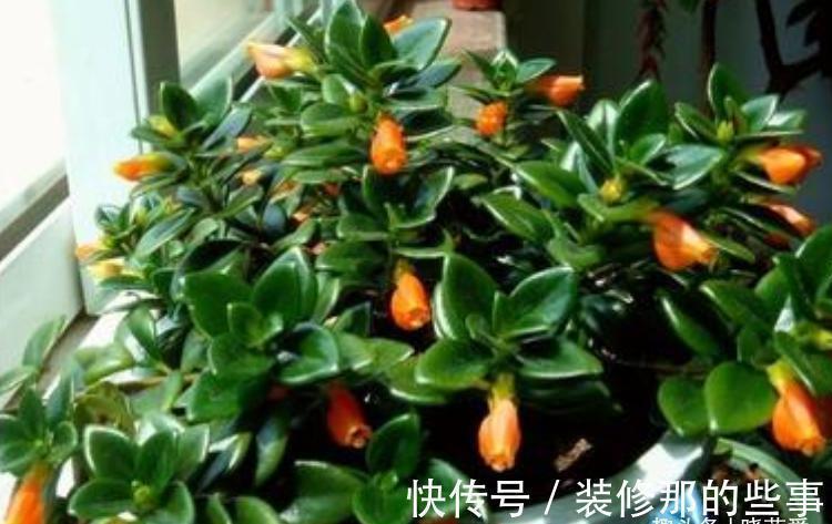 晒伤|适合客厅养的“4种花”,少晒太阳、少浇水,开花越旺“人也旺”