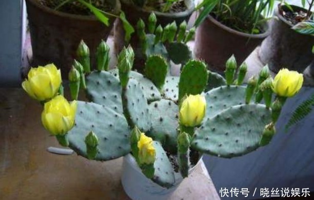 养“仙人掌”时,花友们可要注意“几点”,不然反而会伤害它