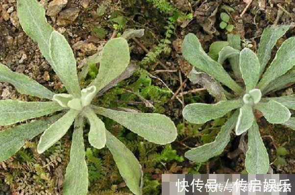 咳嗽|以下四种天然的“止咳药”,漫山遍野都是,农村的人很爱吃