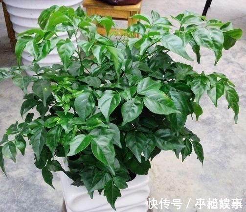 这“3种花”随便养一盆，“兴家”又“旺财”，过得好的人都养！