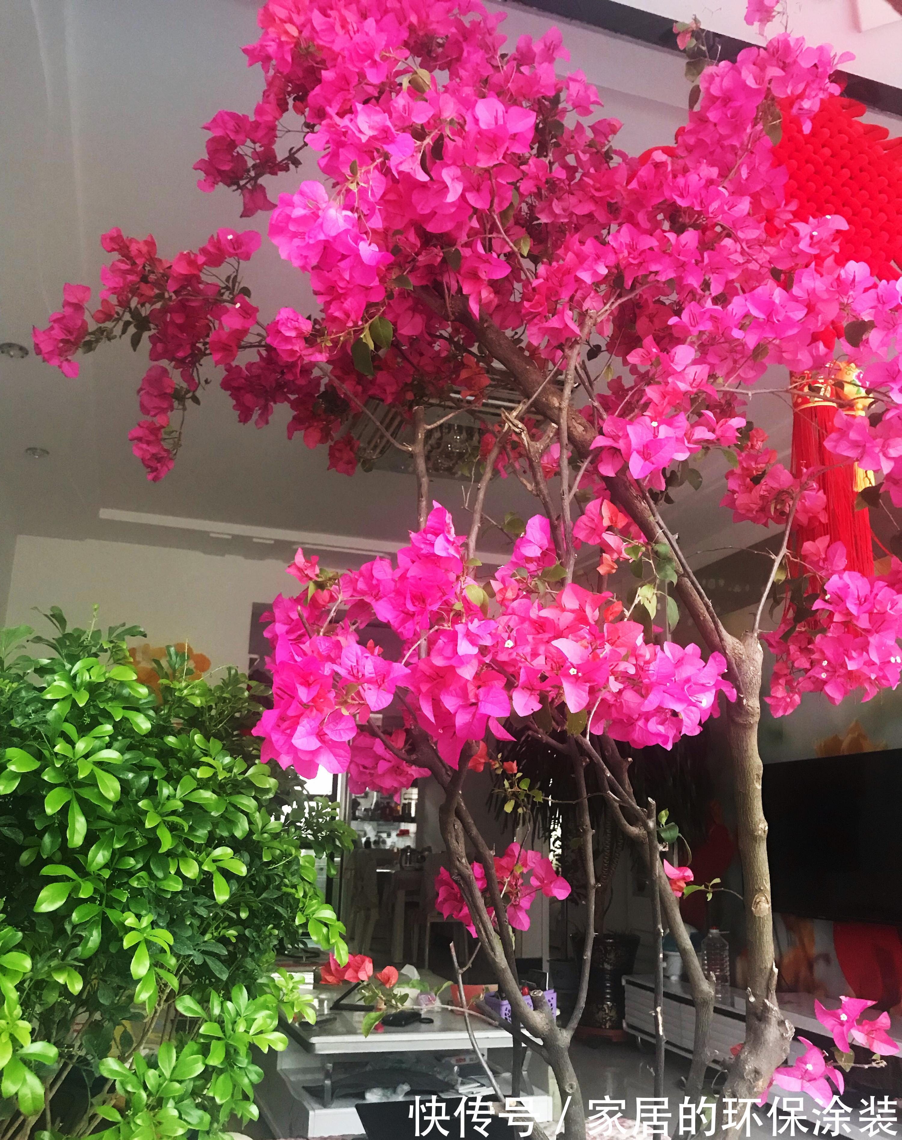 浇水|那些把花养的很好的人，都对花草做了什么