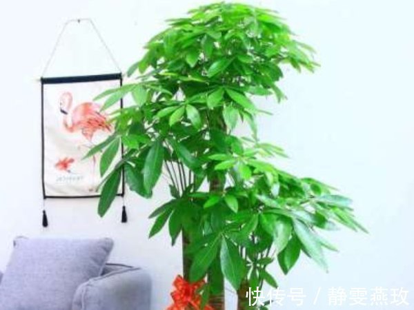 旺宅招财|不要再养绿萝了,客厅养上3种“树”,旺宅招财还养人,寓意还好