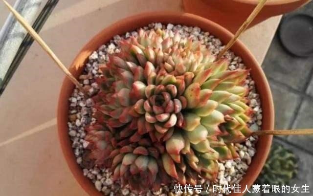 浇水前做个“小动作”，养花从来不烂根，个个猛开花，刹不住闸