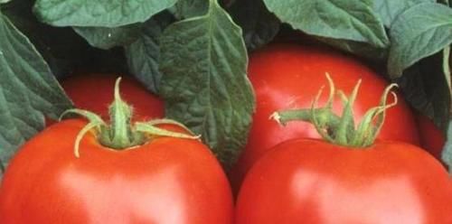 人到中年，推荐以下食物，补充营养，排毒抗衰，提高免疫力