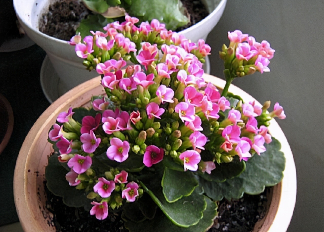 立秋后，3种花要及时“翻盆”，不然影响“生长”和开花