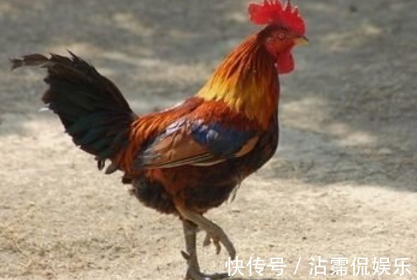 名字|生肖鸡,名字里有什么字一生大红大紫必有“小福贵”