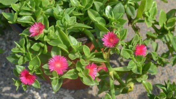 牡丹吊兰开花少怎么办，教你三个小技巧，让它花开满枝头