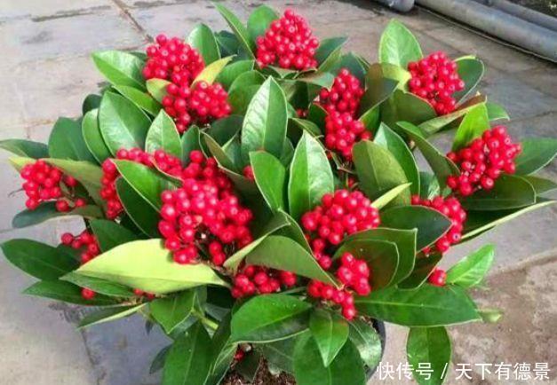 养花就养此几款,全年开花不停,花开枝繁叶茂