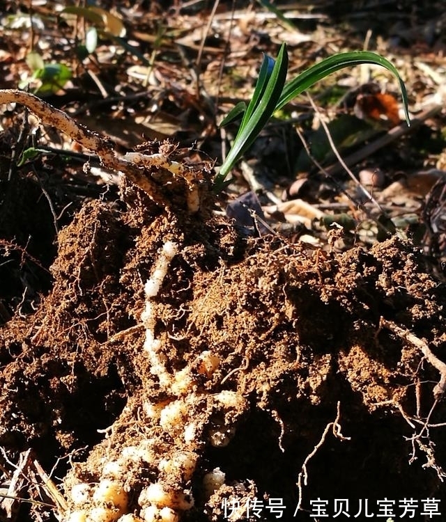 兰花喜酸还是喜碱？很多兰友虽明白，却都做错了