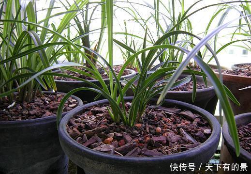 植物|养花杀手的臭毛病,怪不得养啥都死