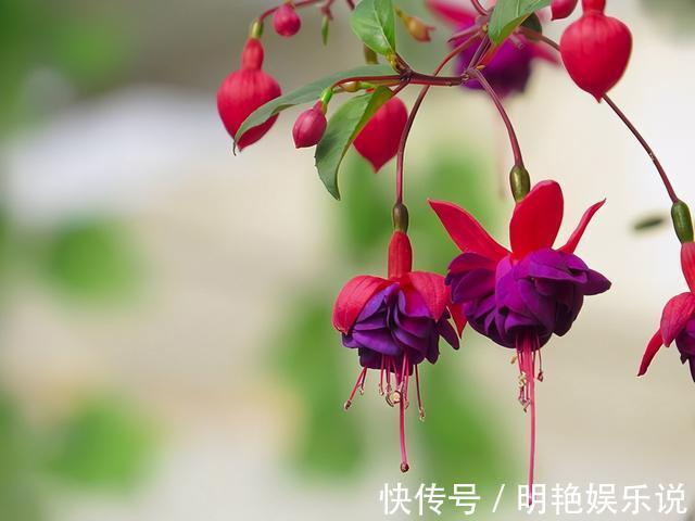 养护|4种花“高颜值”,花朵像“小仙女、红灯笼”,你家有几种?