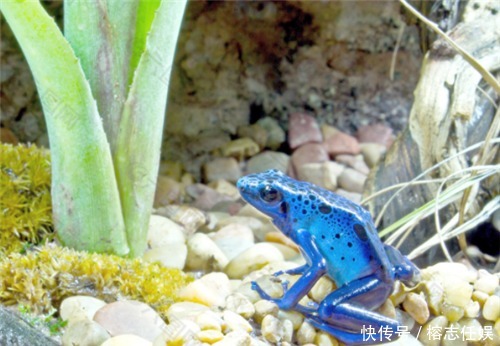 专家|古代打仗,弓箭手为何把箭在粪便里浸泡一下再射,专家:不得不泡