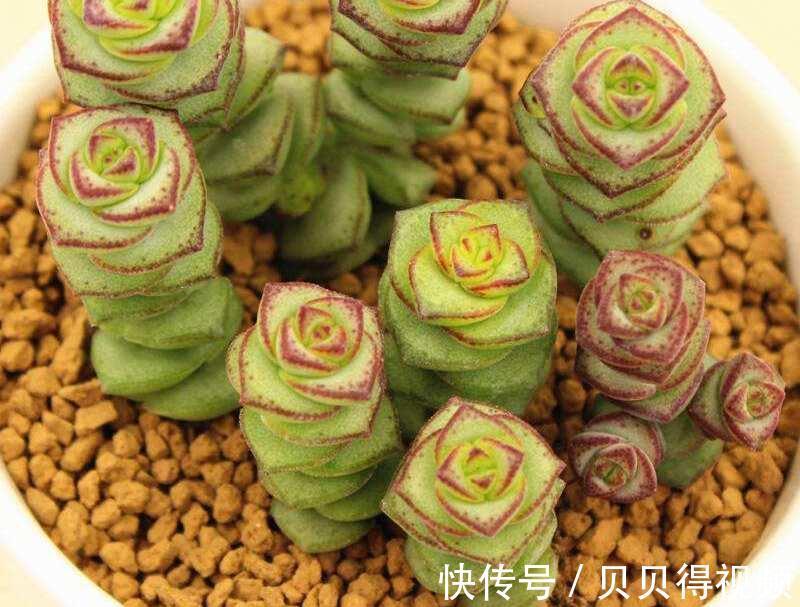 6种“聚财花”，养在家里好兆头，漂亮又大气，还有好运满满