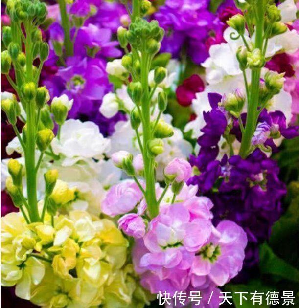 此款小花，开花美长势旺，黄绿交辉，展现内敛美